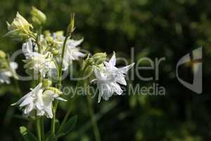 Macro shot of an aquilegia flower bud