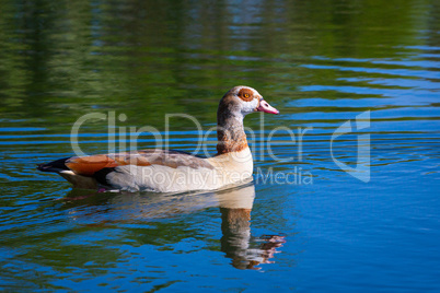 egyptian goose takes a swim in a pond