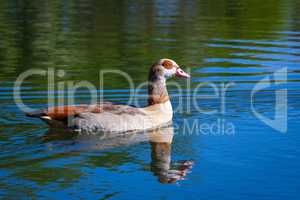 egyptian goose takes a swim in a pond
