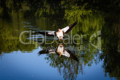 wings wide spread during landing on a lake