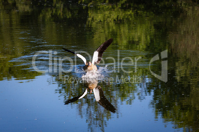 egyptian goose landing on a pond