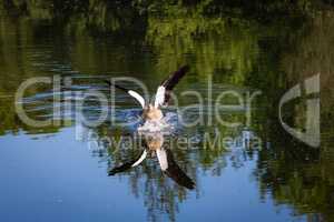 egyptian goose landing on a pond