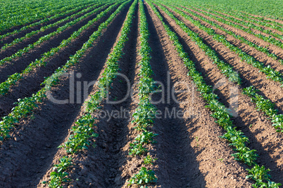 Kartoffelanbau in der Landwirtschaft