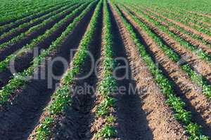 Kartoffelanbau in der Landwirtschaft