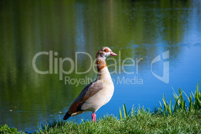 egyptian goose beside a lake