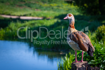beautiful egyptian goose beside a pond
