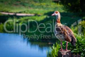 beautiful egyptian goose beside a pond