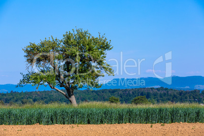 suabian alb and tree in summer