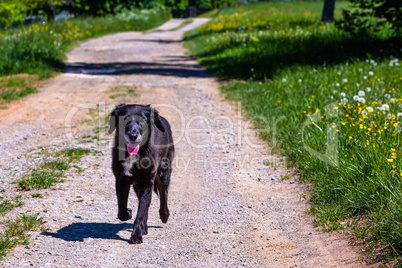 little black dog walks in summer on a road