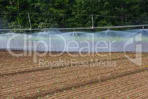 artificial watering of bedding plants