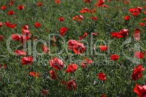 View of poppy filed in summer countryside