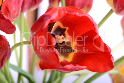 Beautiful flowers background. Closeup and amazing view of growing red tulips flower