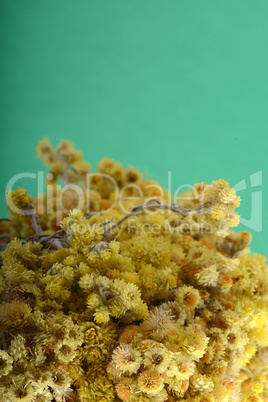 Set of yellow close up dandelion flowers for your design