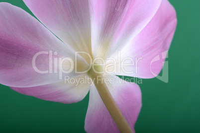 Close-up single pink tulip flower isolated on abstract background
