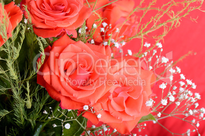 red rose background, close up shot, valentine day concept.