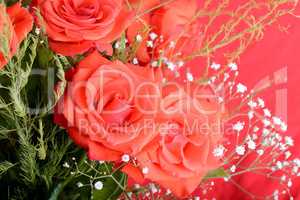 red rose background, close up shot, valentine day concept.