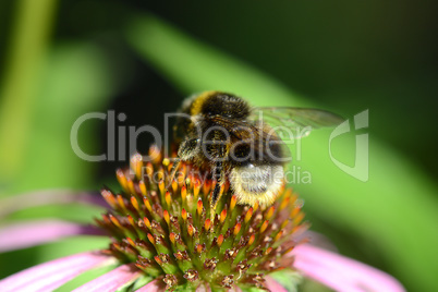 bumble bee flying to flower