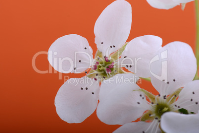 Spring Cherry blossoms, white flowers on orange background.