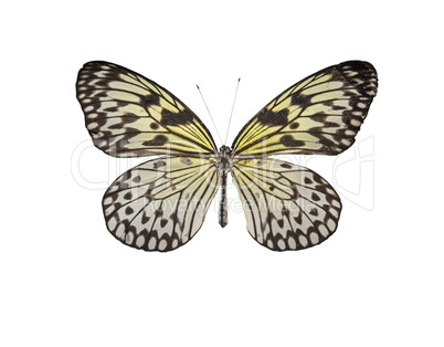 Tropical butterfly Idea white Idea leuconoe lat.