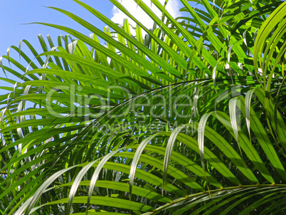 Tropical vegetation background 4