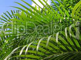 Tropical vegetation background 4