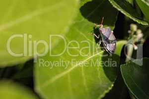 Bedbug on the leaves 2