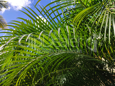 Tropical vegetation background 3