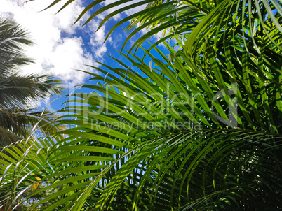 Tropical vegetation background 2