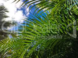 Tropical vegetation background 2