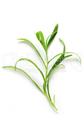 Tarragon