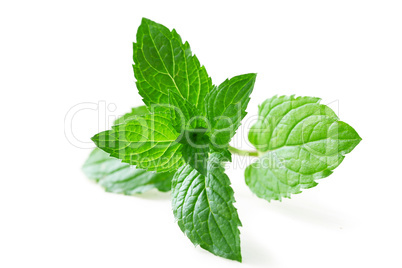 Mint Leaf