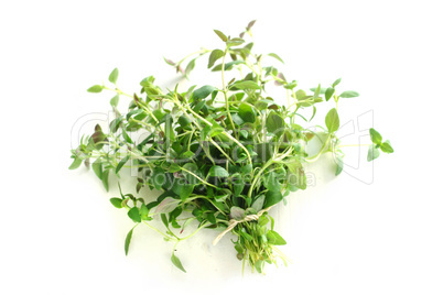 Thyme