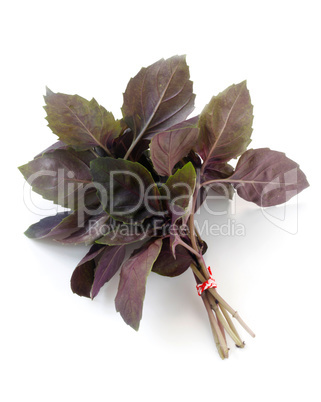 Red Basil