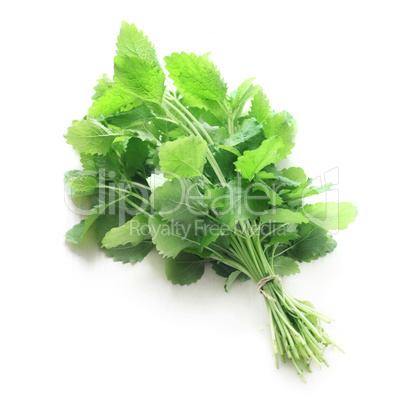 Lemon Balm