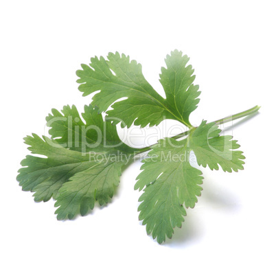 Coriander