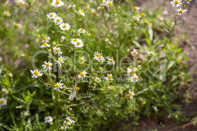 Chamomile flowers in spring