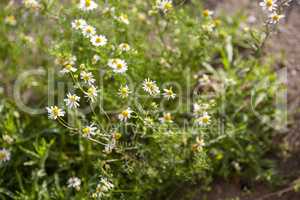 Chamomile flowers in spring