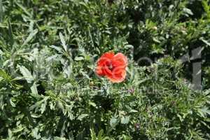 Beautiful wild poppy flower in the meadow