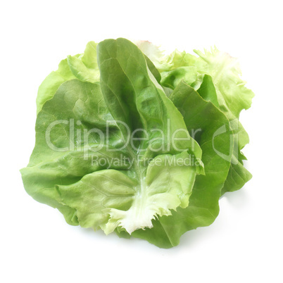 Lettuce Leaves