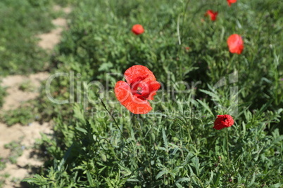 Beautiful wild poppy flower in the meadow