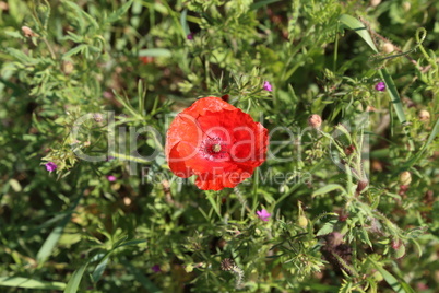 Beautiful wild poppy flower in the meadow