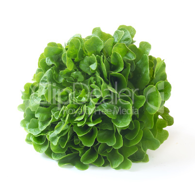 Oak Leaf Lettuce