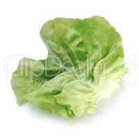 Lettuce Leaf