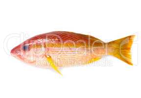 Red Snapper