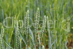 Ears of green wheat in early summer