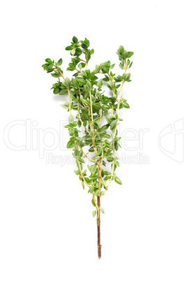 Thyme