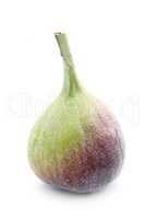 Fig