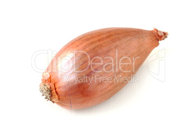 Shallot