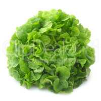 Oak Leaf Salad