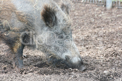 Wildschwein  Wild boar   (Sus scrofa)